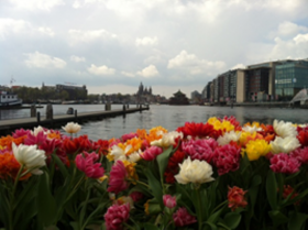 Сезон тюльпанов в Амстердаме!